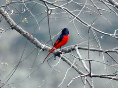 Pericrocotus brevirostris