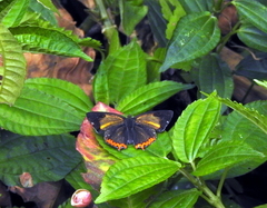 Heliophorus brahma