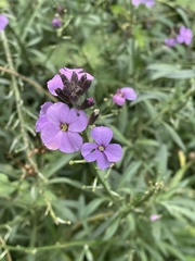 Erysimum linifolium
