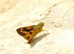 Potanthus lydia