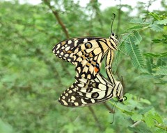 Papilio demoleus