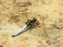 Orthetrum internum