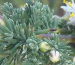 Asparagus capensis capensis