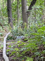 Sciurus carolinensis