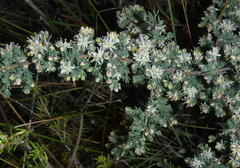 Asparagus capensis capensis