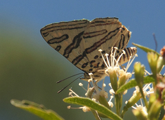 Cigaritis natalensis