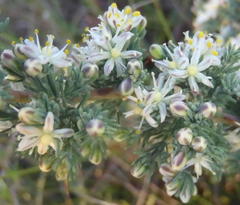 Asparagus capensis capensis