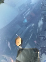 Solenosthedium chinense