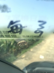 Solenosthedium chinense