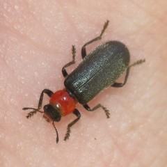 Placopterus plumbeus