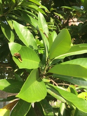 Gynautocera rubriscutellata