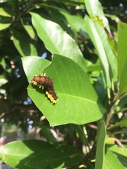 Gynautocera rubriscutellata