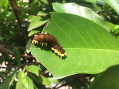 Gynautocera rubriscutellata