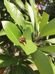 Gynautocera rubriscutellata