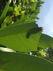 Gynautocera rubriscutellata