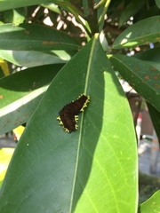 Gynautocera rubriscutellata