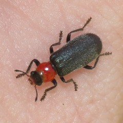 Placopterus plumbeus