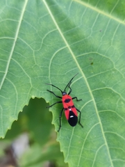 Oncopeltus nigriceps