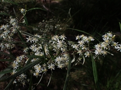 Olearia viscidula