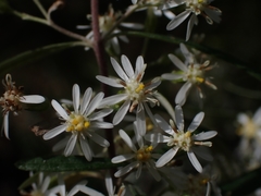 Olearia viscidula