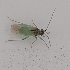 Cyrtorhinus