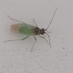 Cyrtorhinus