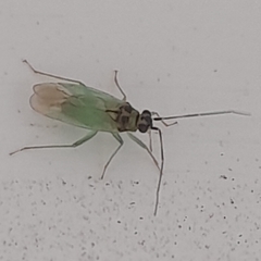 Cyrtorhinus