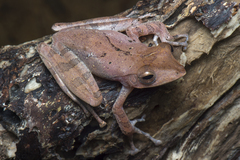 Polypedates colletti