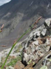 Carex tristis