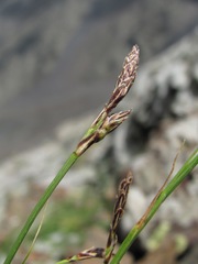 Carex tristis