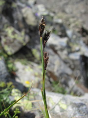 Carex tristis