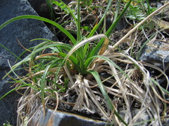 Carex tristis