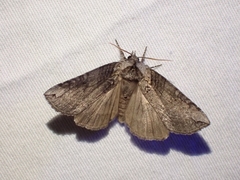 Euthyatira semicircularis