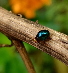 Spaniocelyphus palmi