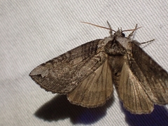 Euthyatira semicircularis