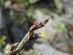 Carex tristis