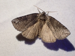 Euthyatira semicircularis