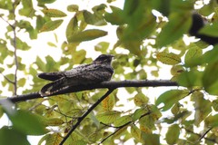 Caprimulgus jotaka