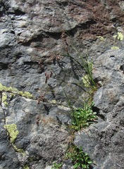 Luzula spicata