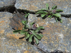Erigeron uniflorus