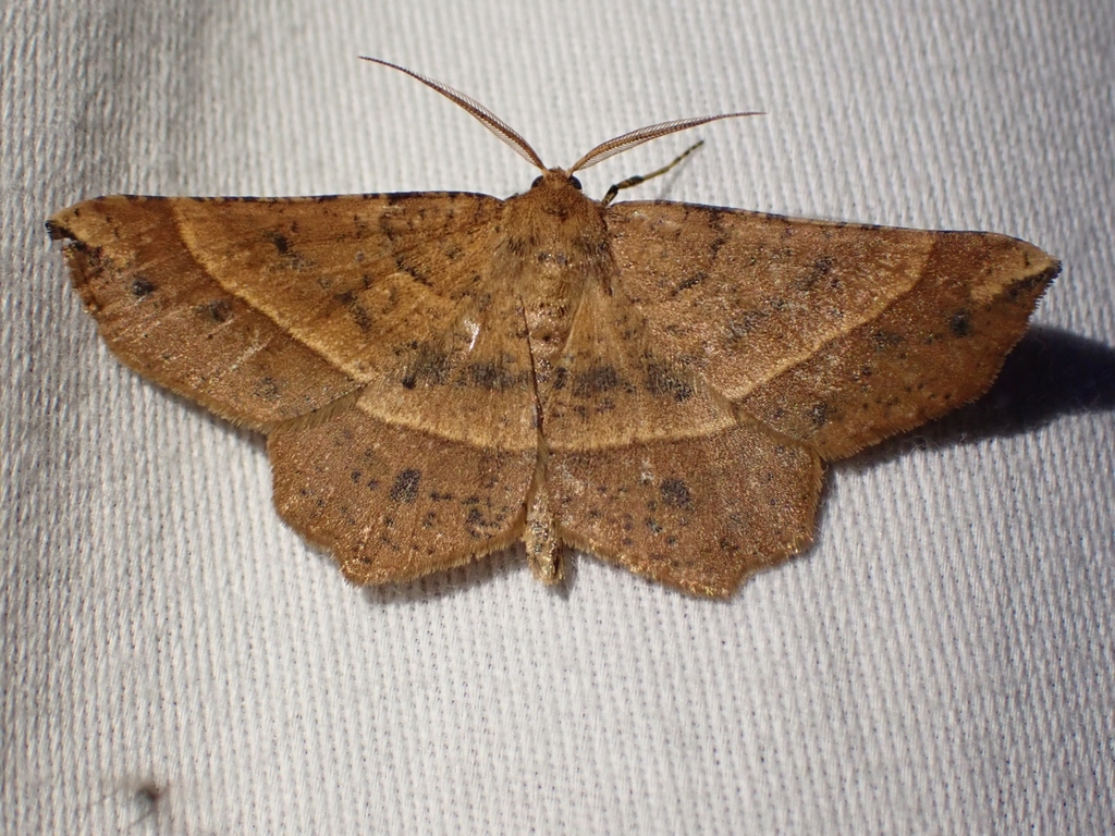 Mottled Euchlaena Moth