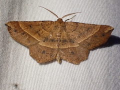 Euchlaena tigrinaria