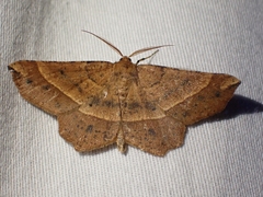 Euchlaena tigrinaria