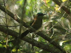 Momotus coeruliceps