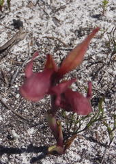 Disa ophrydea