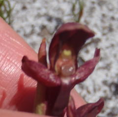 Disa ophrydea