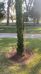 Cupressus sempervirens