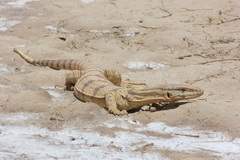 Varanus griseus caspius