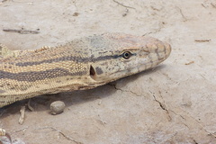 Varanus griseus caspius