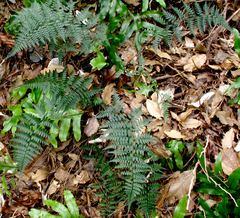 Polystichum oculatum